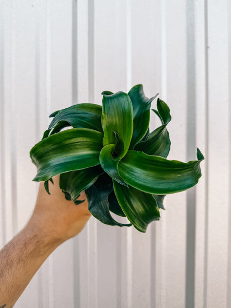 IMG-0265_grande.jpg?v=1732563453