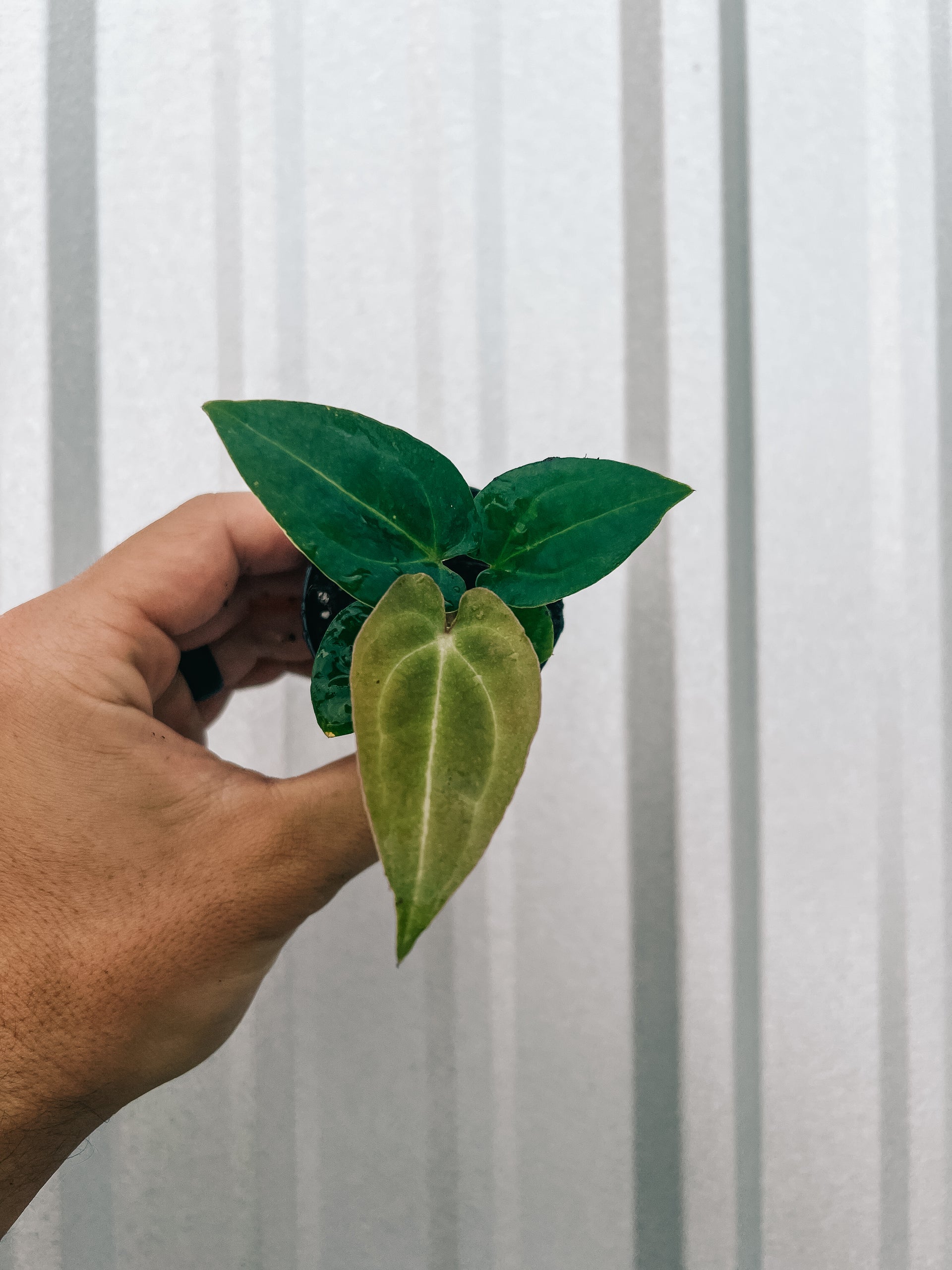 philodendron forgetii 2" Anthurium 'Forgetii'