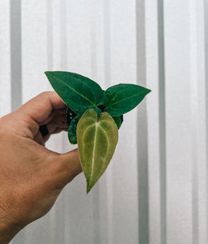 2" Anthurium 'Forgetii'