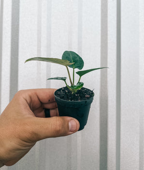 2" Anthurium 'Forgetii'