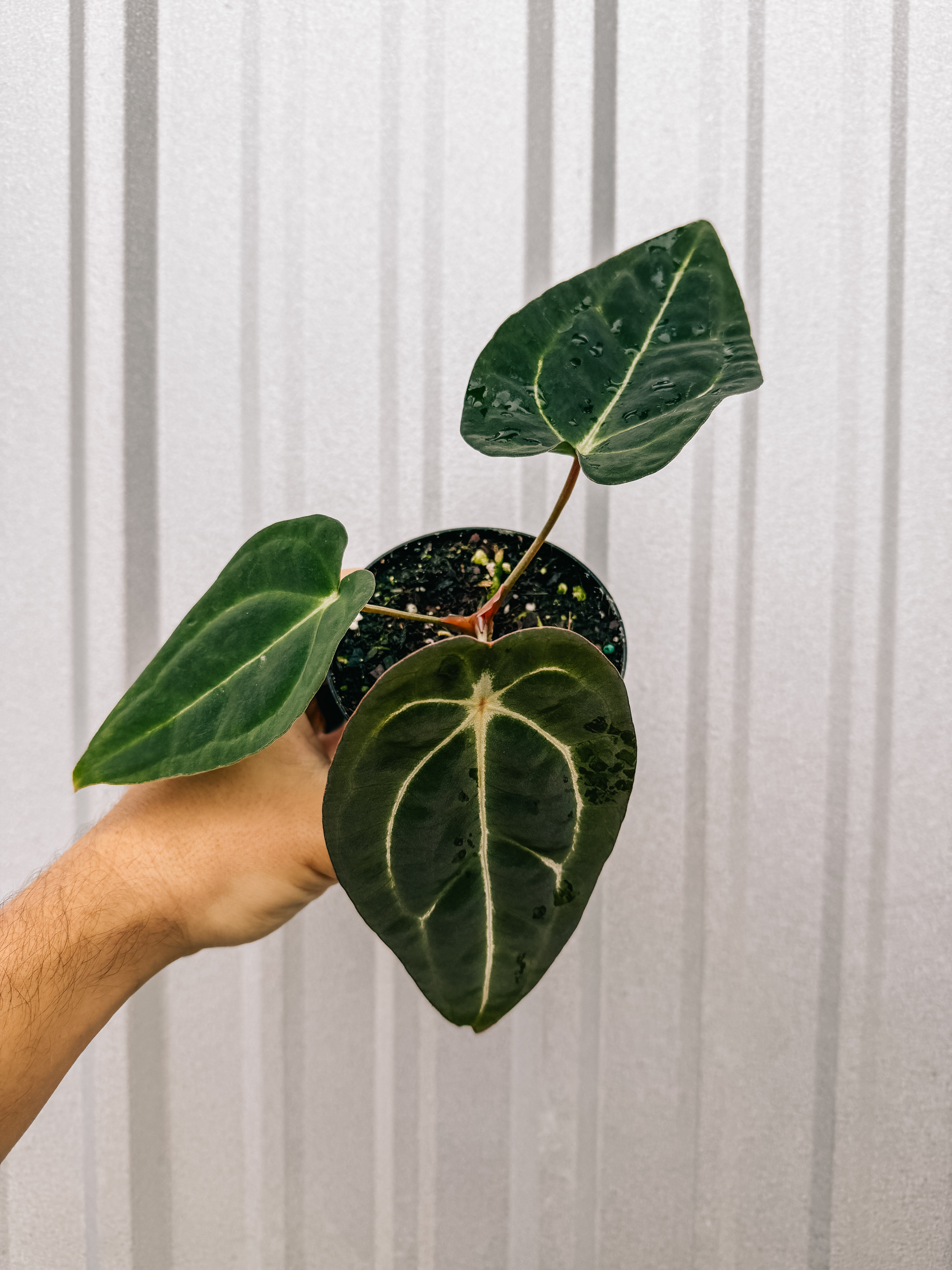 anthurium feuilles brulees 4" Anthurium 'Carlablackiae x Forgetii'