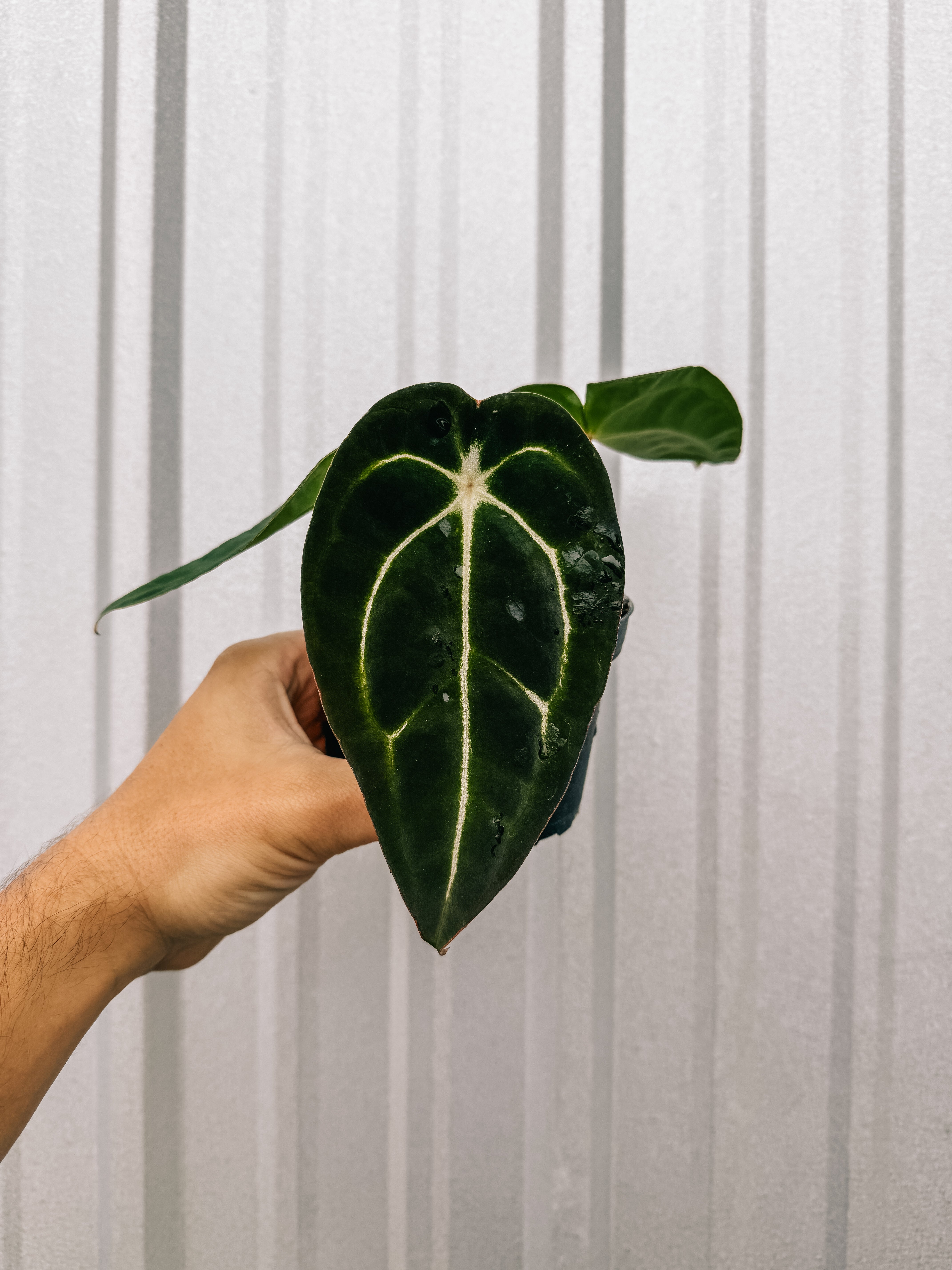 anthurium black jack 4" Anthurium 'Carlablackiae x Forgetii' – BWH Plant Co