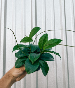 4" Hoya 'Quinquenervia'