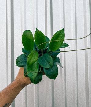 4" Hoya 'Quinquenervia'