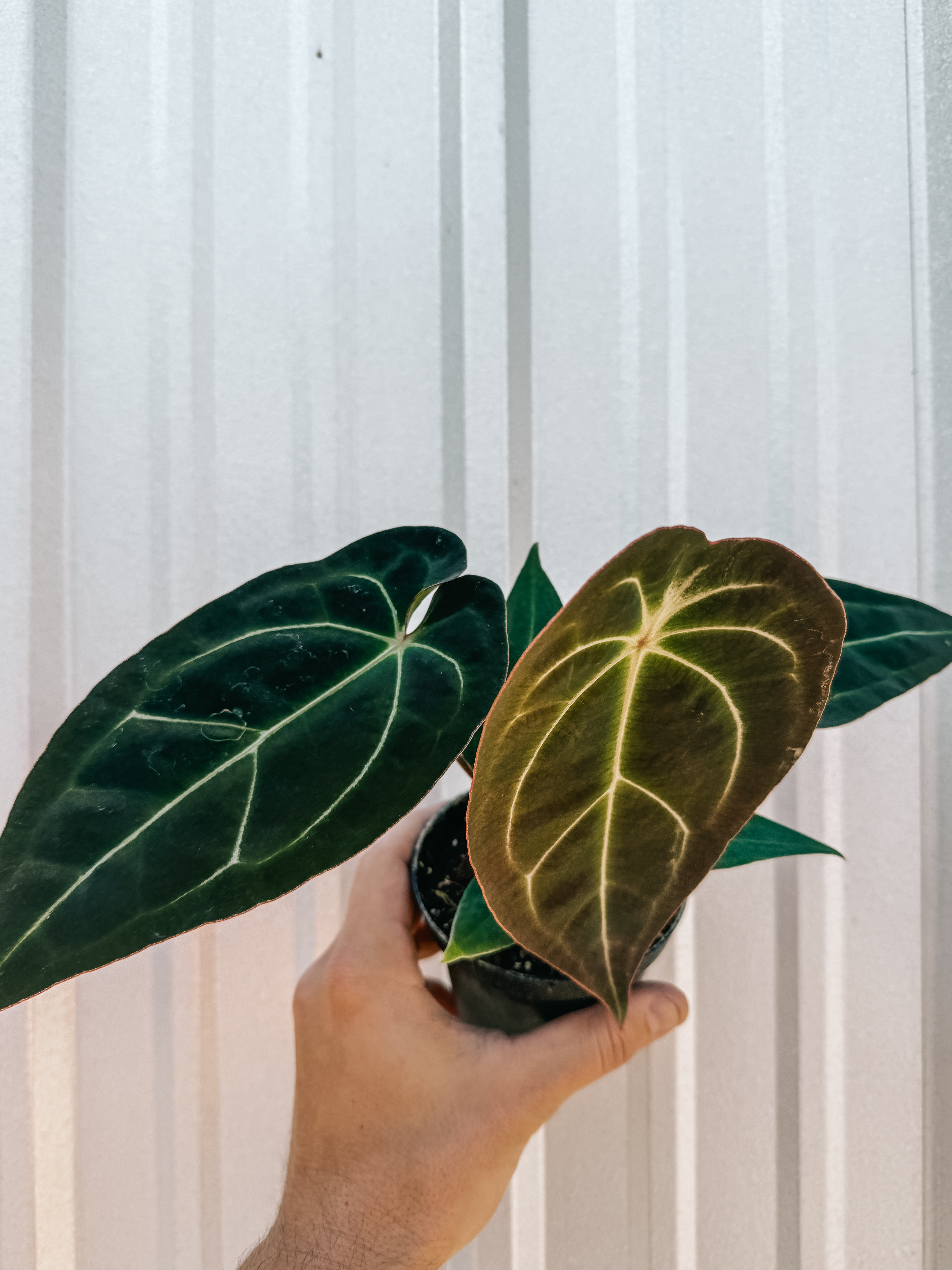 anthurium foglie macchiate 4" Anthurium 'Forgetii x Carlablackiae'