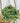 4.5" Variegated Senecio 'String of Pearls' (Hanging Basket)
