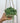 4.5" Variegated Senecio 'String of Pearls' (Hanging Basket)