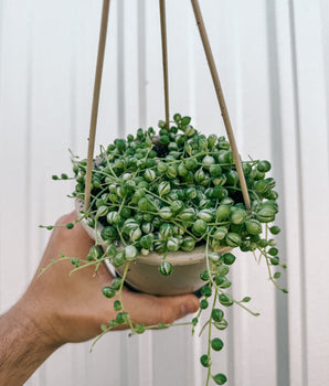 4.5" Variegated Senecio 'String of Pearls' (Hanging Basket)