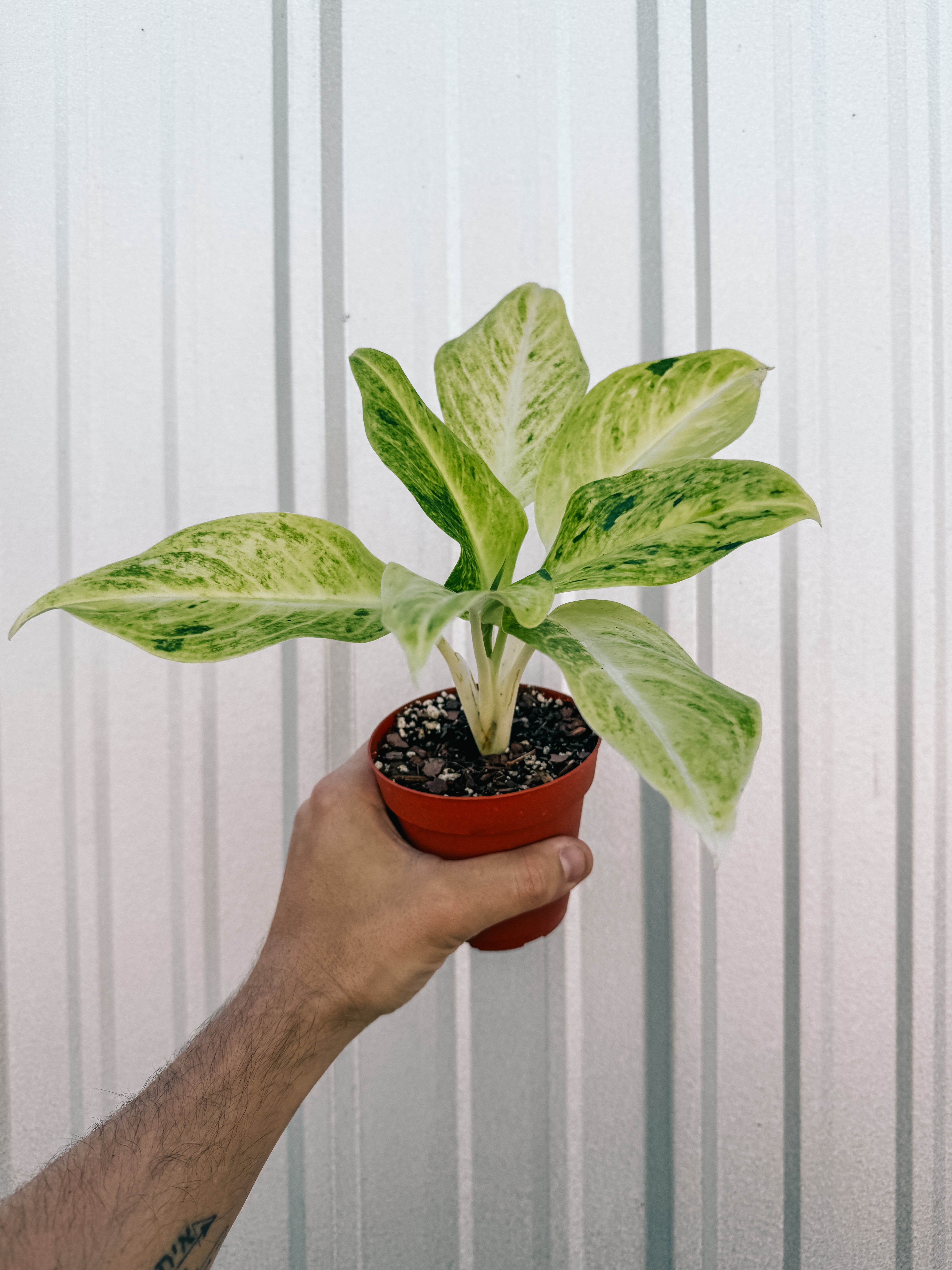 sundrop aglaonema 4" Aglaonema 'Sundrop' – BWH Plant Co