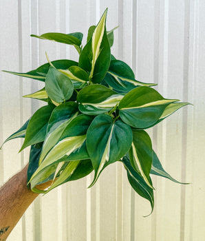 4" Philodendron 'Silver Stripe'