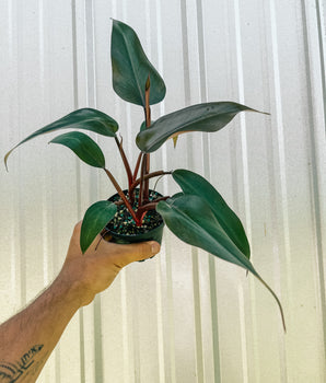 4" Philodendron 'Bloody Mary'