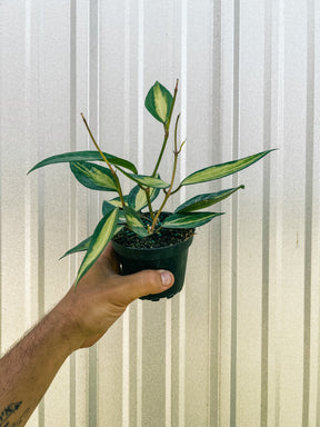 4" Variegated Hoya Macrophylla 'Pot of Gold'