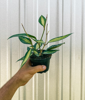 4" Variegated Hoya Macrophylla 'Pot of Gold'