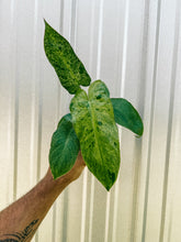 4" Philodendron ‘Paraiso Verde’