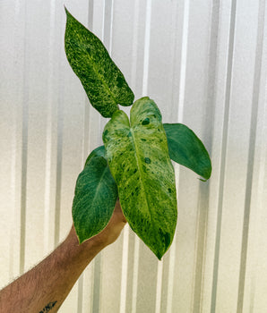 4" Philodendron ‘Paraiso Verde’