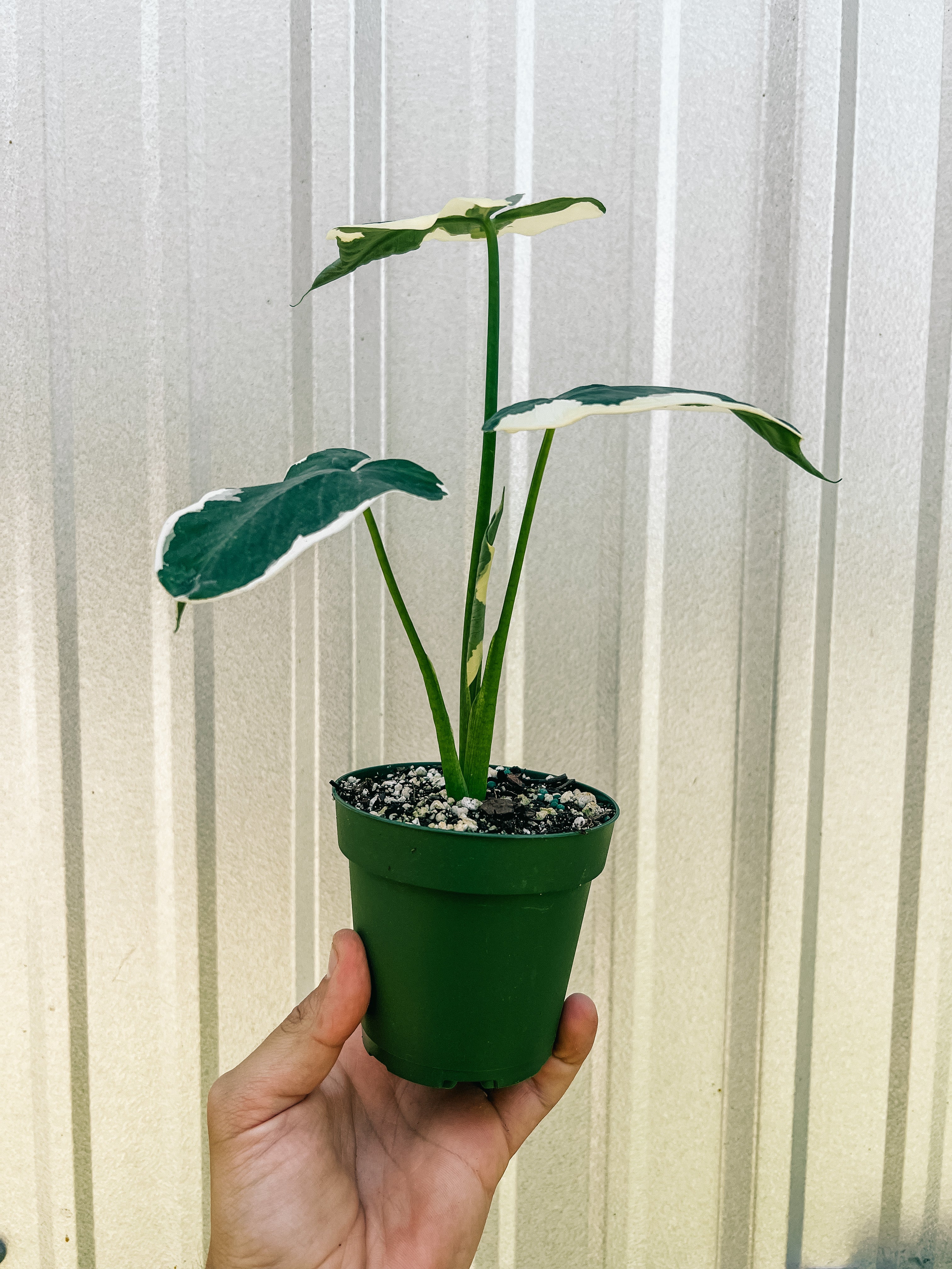 mickey mouse plant indoor 4" Xanthosoma Albo Marginata 'Mickey Mouse'