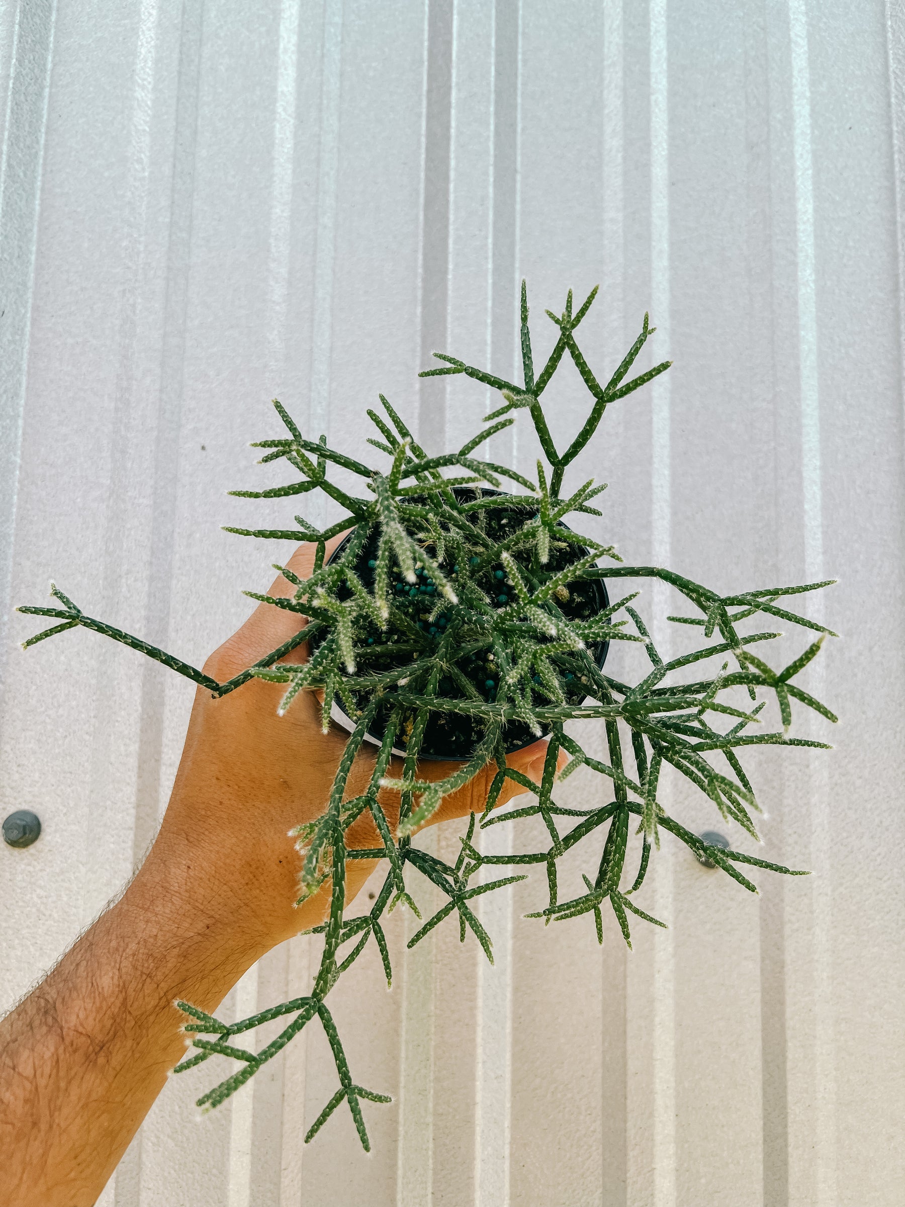 4" Rhipsalis 'Pilocarpa' (Mistletoe Cactus)