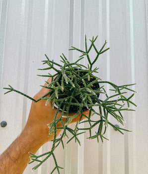 4" Rhipsalis 'Pilocarpa' (Mistletoe Cactus)