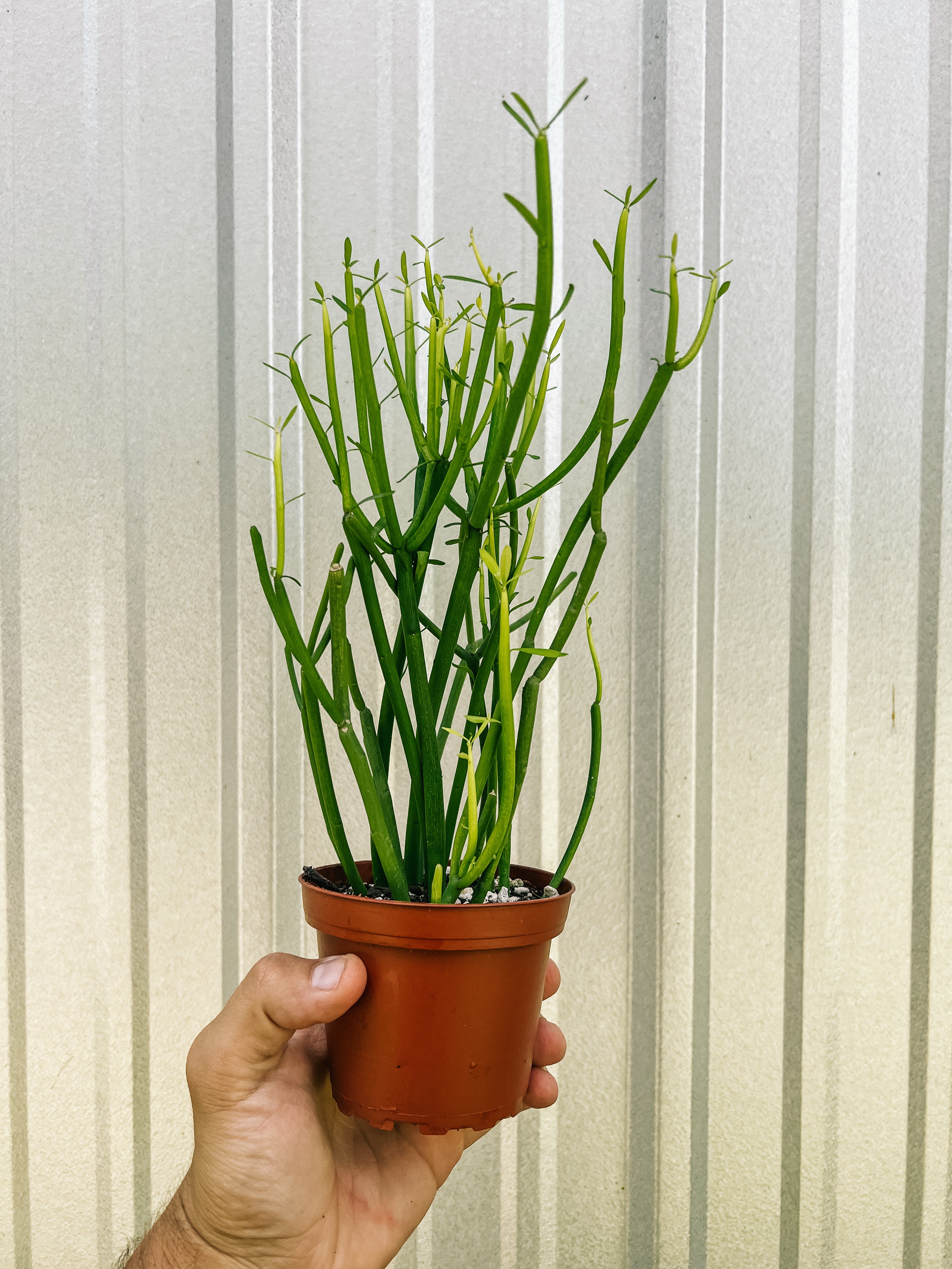 euphorbia pencil cactus 4" Euphorbia Tirucalli 'Firesticks Cactus' – BWH Plant Co