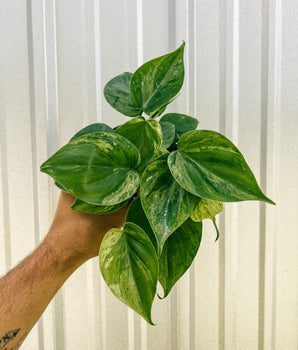 4" Variegated Philodendron Hederaceum