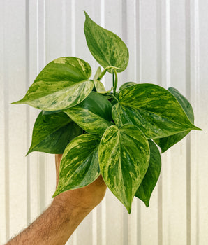4" Variegated Philodendron Hederaceum