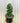 6" Cereus Forbesii 'Spiralis'