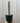 6" Myrtillocactus Geometrizans 'Boobie Cactus'