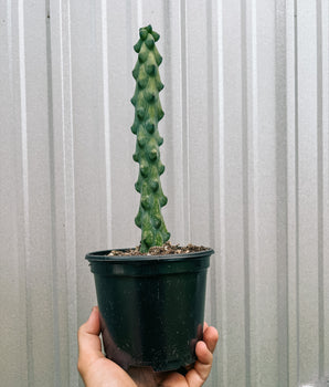 6" Myrtillocactus Geometrizans 'Boobie Cactus'