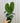 4" Anthurium 'Clarinervium' x Hybrid