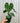 4" Anthurium 'Clarinervium' x Hybrid
