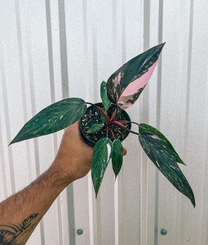 4" Philodendron 'Pink Princess' (Marble Variegation)