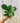 4" Ficus Lyrata 'Fiddle Leaf'