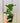4" Ficus Lyrata 'Fiddle Leaf'