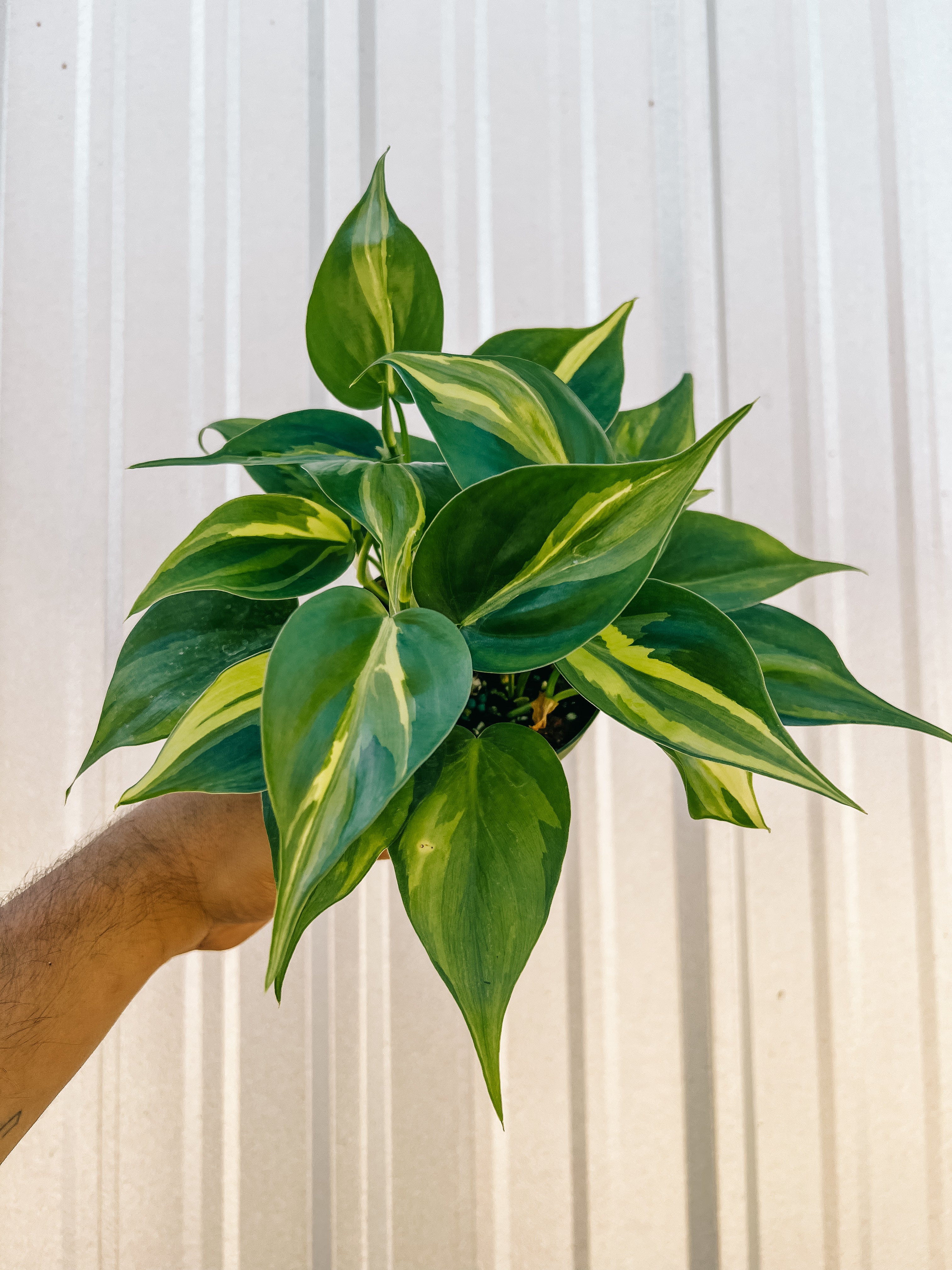 philodendron green plant 4" Philodendron 'Green Stripe' – BWH Plant Co