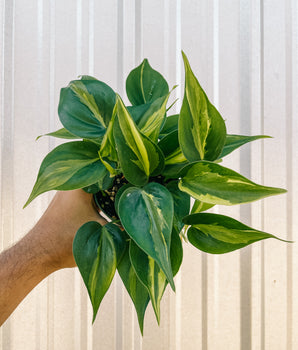 4" Philodendron 'Green Stripe'