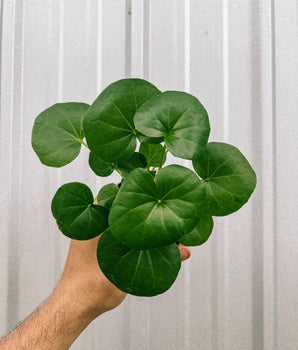 4" Farfugium Japonicum 'Tractor Seat'