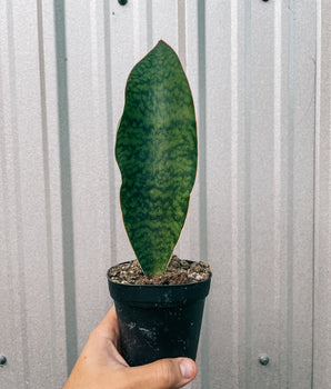 4" Sansevieria Masoniana 'Whale Fin'