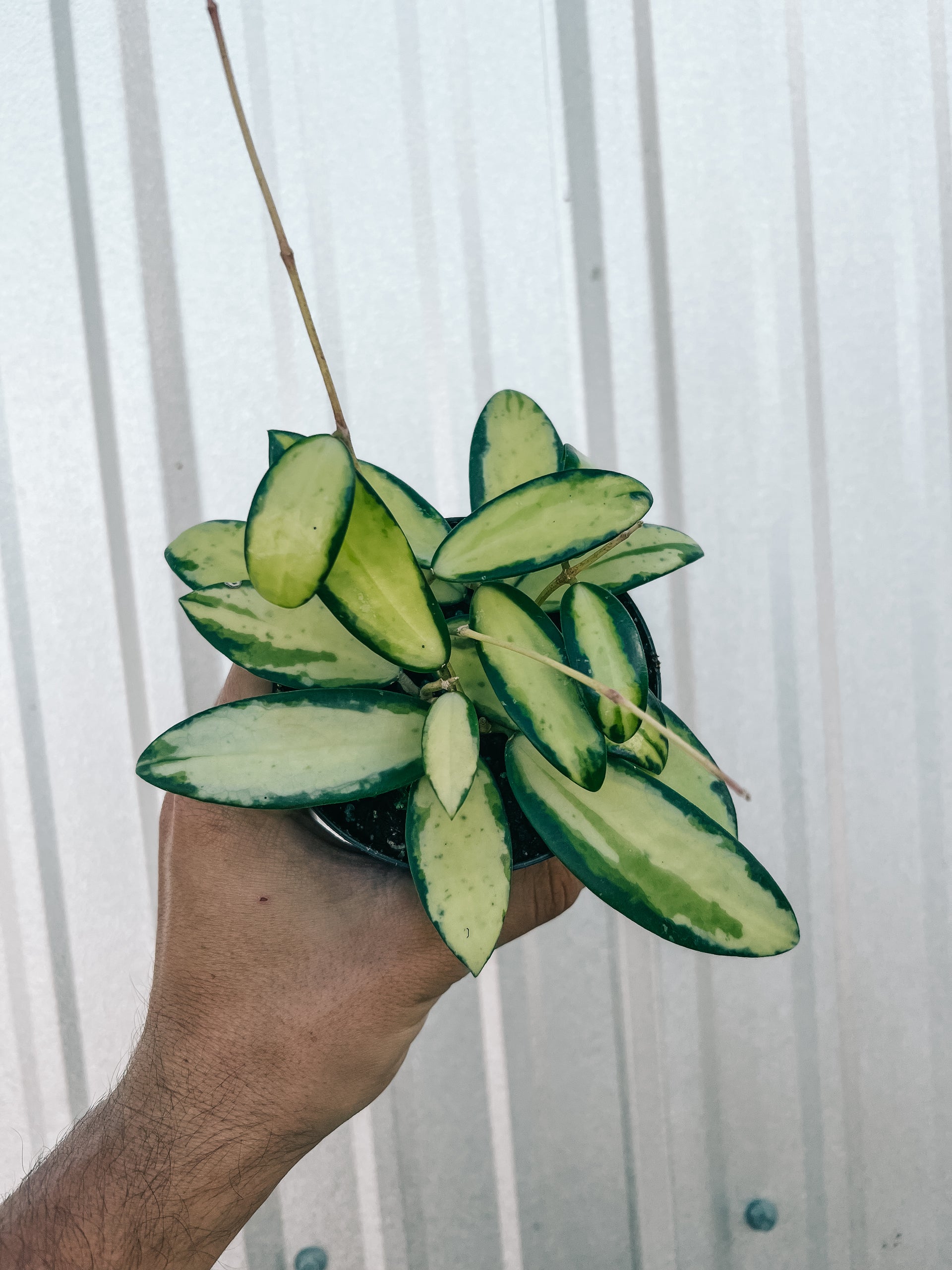 hoya verticillata variegata 4