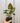 4" Philodendron 'Verrucosum'