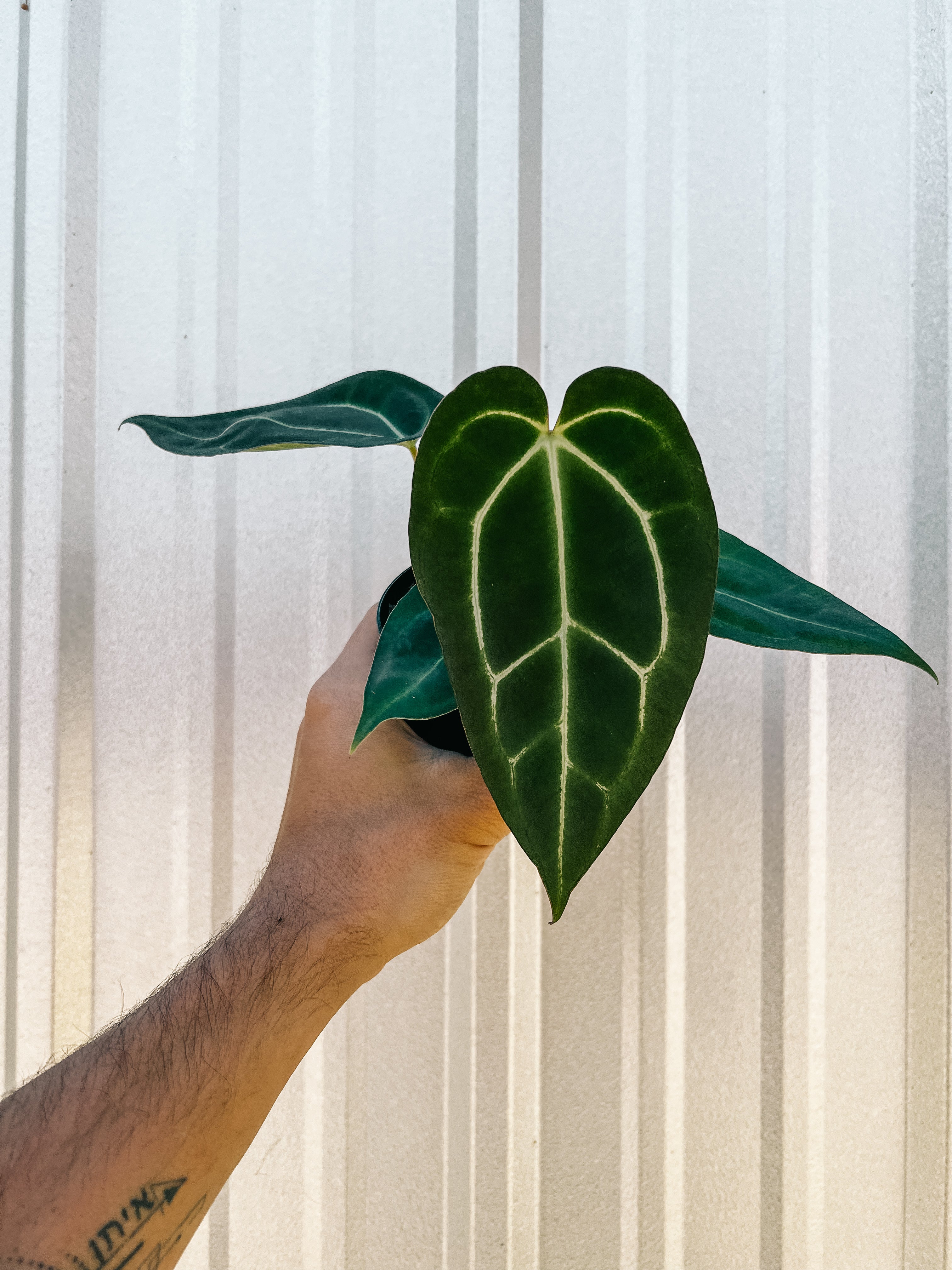 anthurium caycee 4" Anthurium 'Carlablackiae x Crystallinum' – BWH Plant Co
