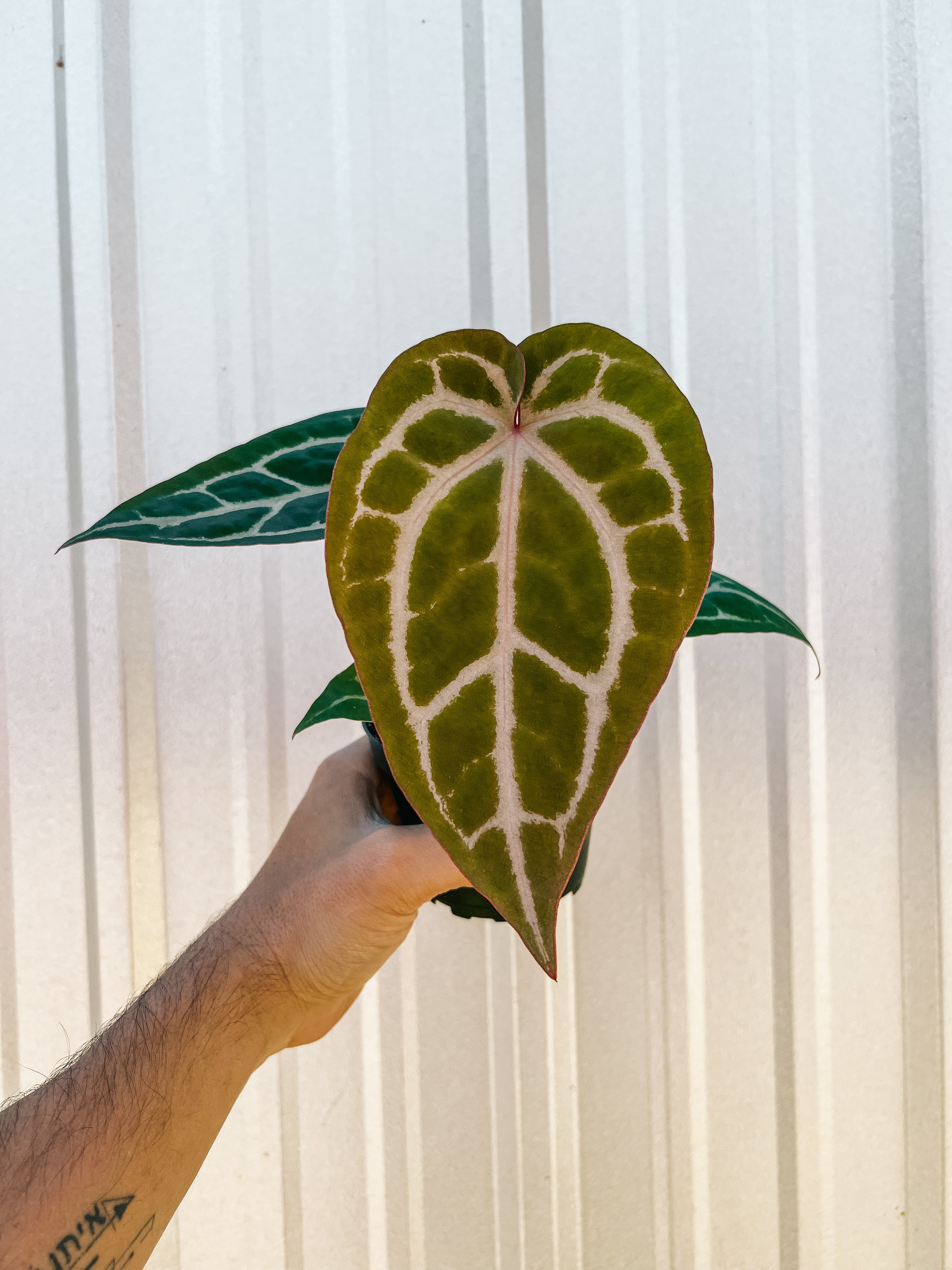 anthurium crystallinum wild 4" Anthurium 'Crystallinum x Unknown' – BWH Plant Co