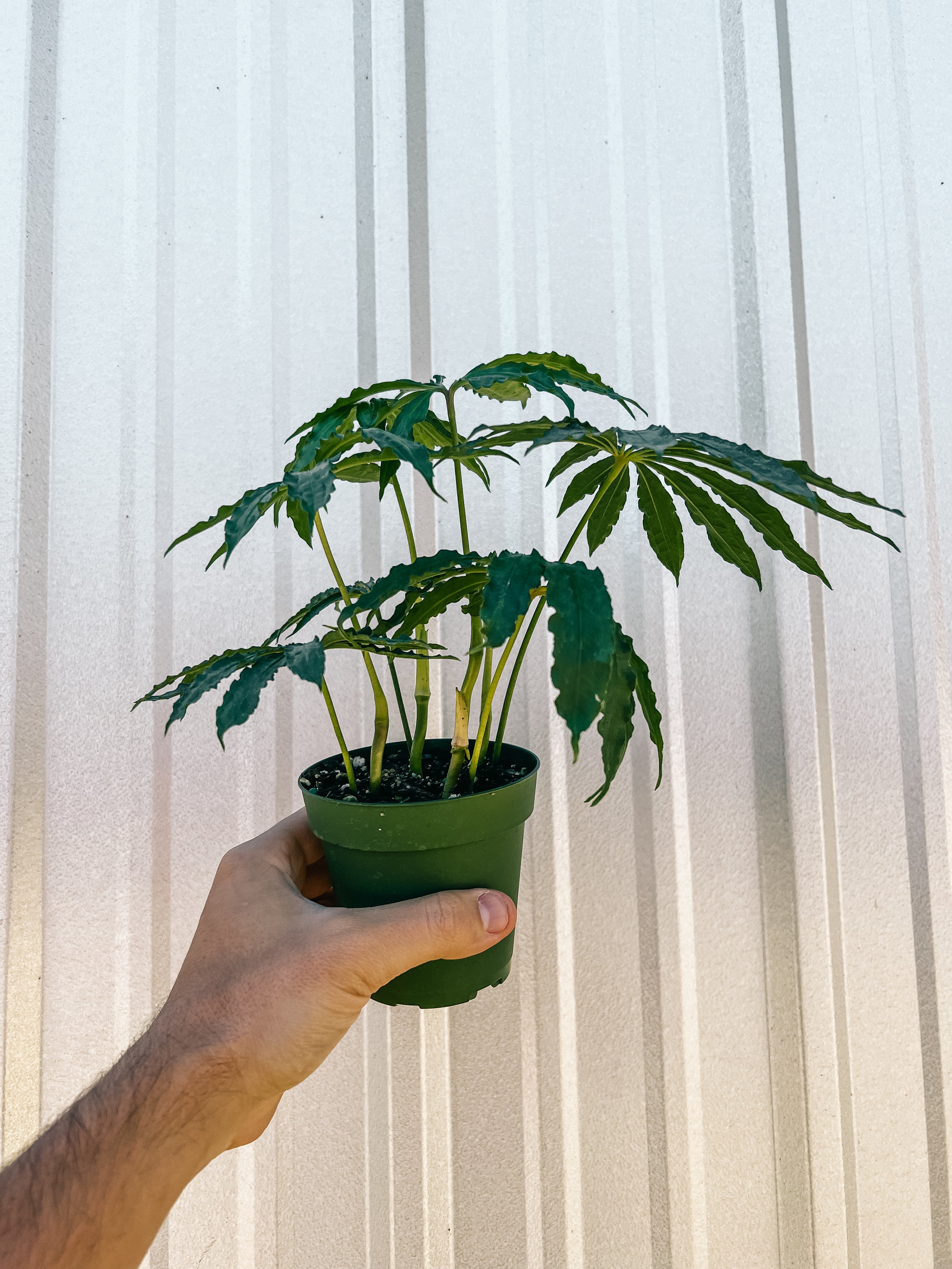 anthurium polyschistum for sale 4" Anthurium 'Polyschistum' (Anthurium 'Cochabamba') – BWH Plant Co