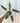 4" Philodendron ‘Atabapoense’