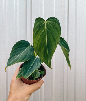 4" Philodendron 'Glorious'