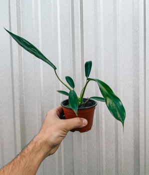 4" Philodendron 'Joepii'