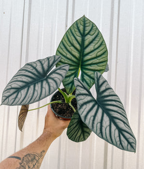 6" Alocasia 'Nebula Imperialis'
