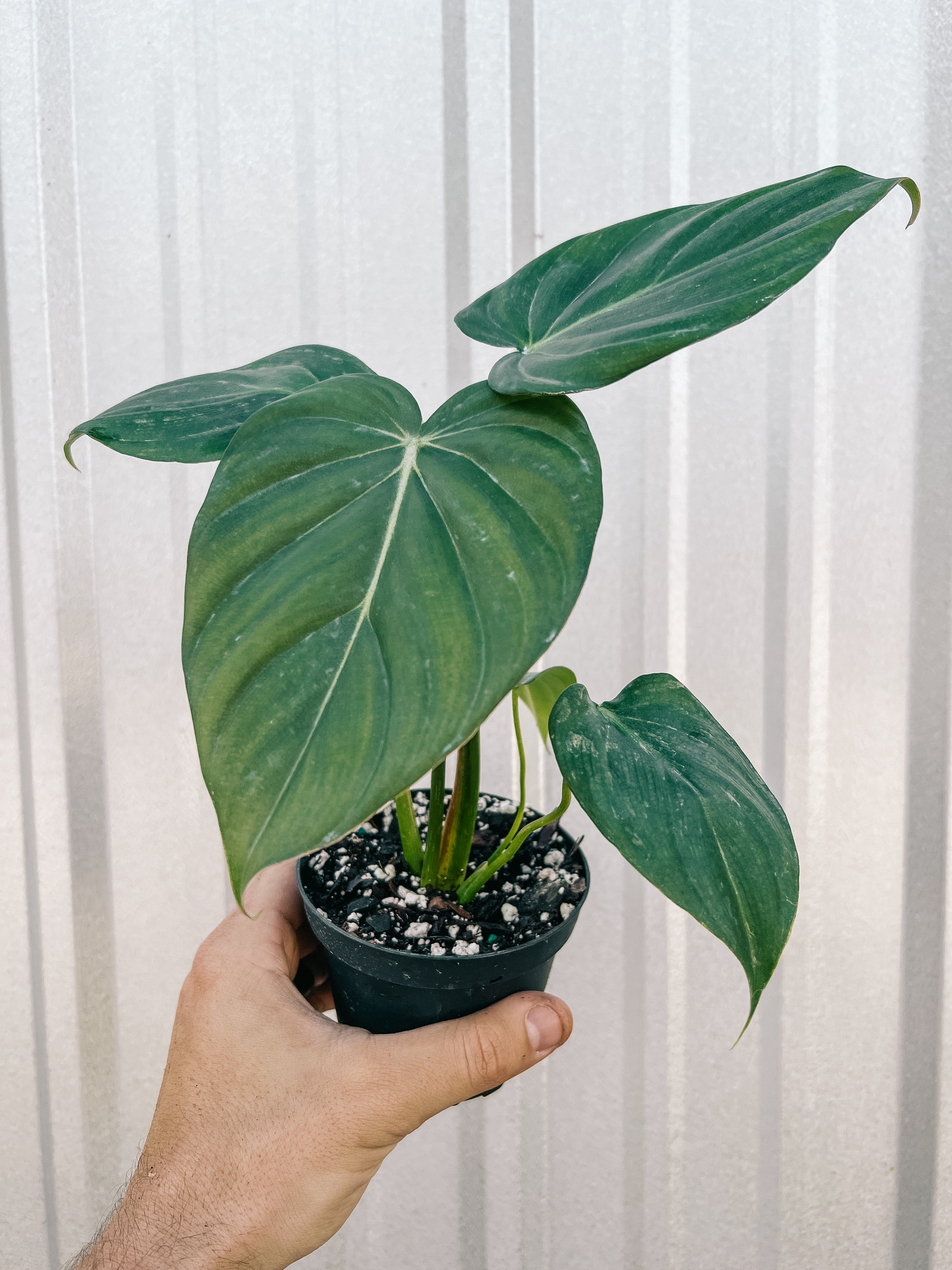 dean mcdowell philodendron 4" Philodendron 'McDowell' – BWH Plant Co