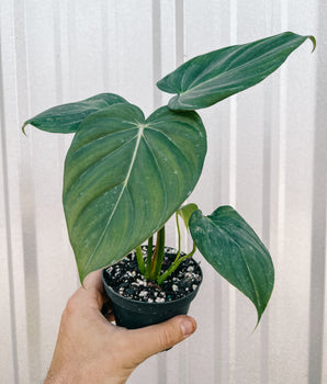 4" Philodendron 'McDowell'
