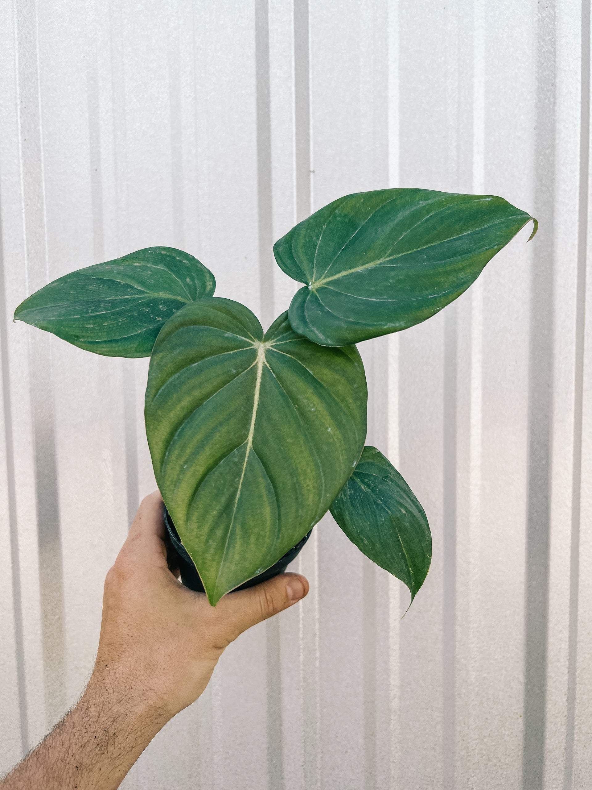 mojave philodendron 4" Philodendron 'McDowell' – BWH Plant Co