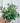 4" Aeschynanthus 'Bolero Bicolore'